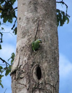 Kulekule bij nest, vlakbij Berg en Dal, 2008 Oranjevleugel-amazone, Amazone Amazonica foto K.D. Dijkstra, Vogels in Suriname - Jan Hein Ribot